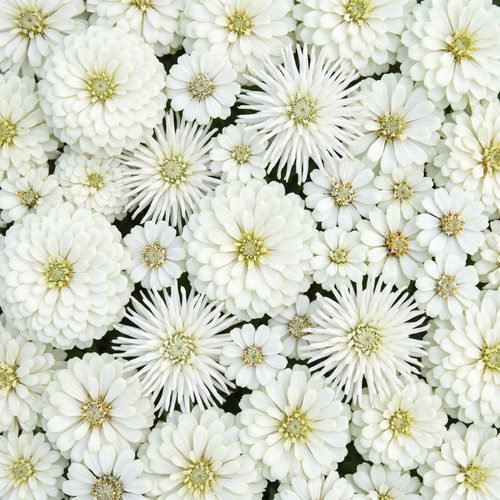 Zinnia moonlight garden mix - moonlight,