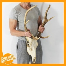Large Red Deer Stag Skull 6