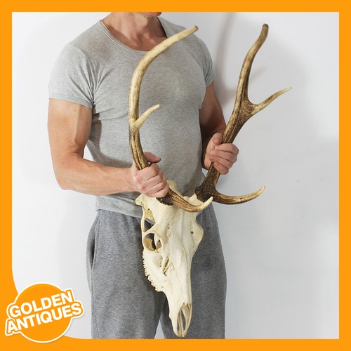 Large red deer stag skull - large,