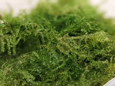 20g Christmas Moss Live Aquarium Plants pest snail free