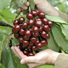 STELLA Dwarf Cherry ORGANIC SEEDS Fruit Tree for patios and pots 3 UK EU SEEDS