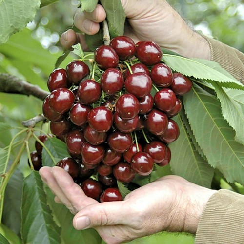 Stella dwarf cherry - cherry, organic