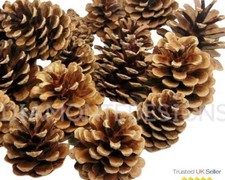 30  Natural Quality Pine Cones