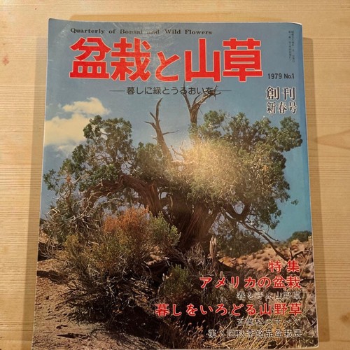 Bonsai mountain plants - &,