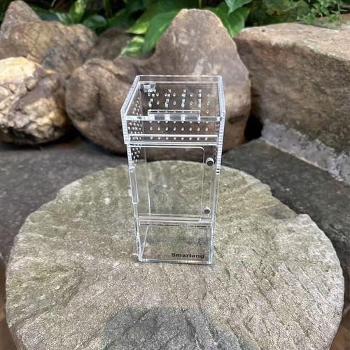 Jumping spider enclosure - jumping,