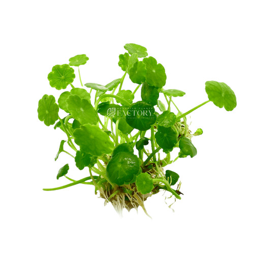Hydrocotyle verticillata - hydrocotyle,