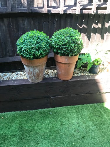 Box ball plant buxus - 2,
