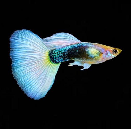White delta tail - white,
