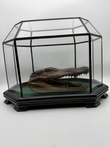 Vintage reptile specimen head - vintage,