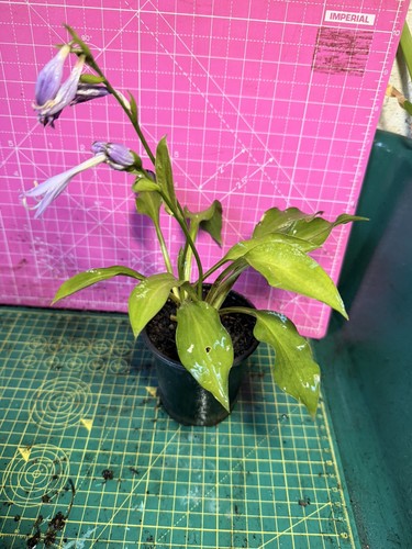 Hosta perennial plant - plant,