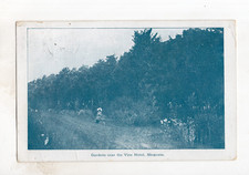 Kevii gardens the vine - gb,
