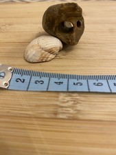 Natural Double-Hole Hag Stone