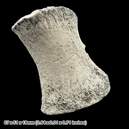 Fossil plesiosaur cryptoclidus - fossil,