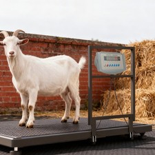 4409.25 lbs Livestock Scale