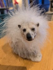 Polar Bear. Xmas/Winter