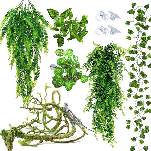 Reptile plants for terrarium - plants,