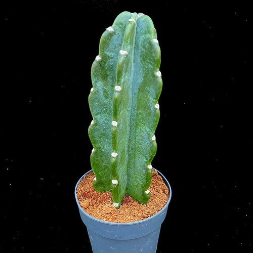 Cereus jamacaru cuddly - cereus,