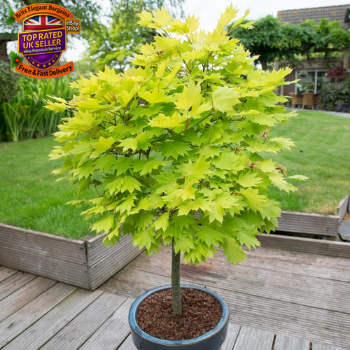 Japanese maple tree - maple, acer