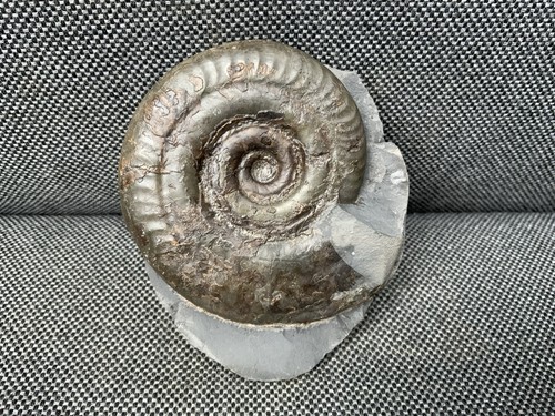 Whitby hildoceras fossil - whitby, sp