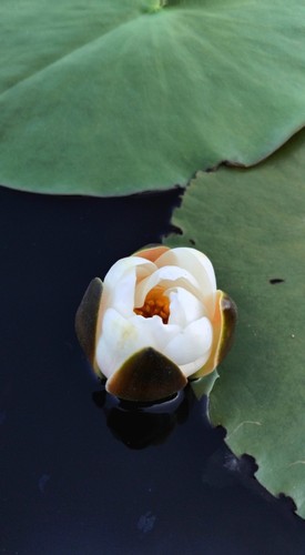 White pond lilly - white, water