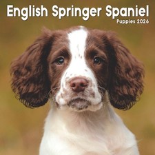 English Springer Spaniel