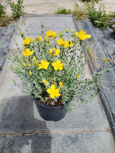 Hypericum hardy garden plant - hardy,