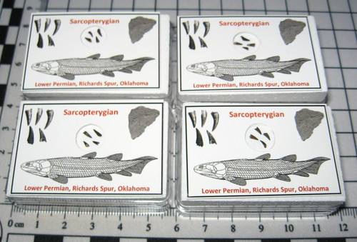 Permian sarcopterygian fish