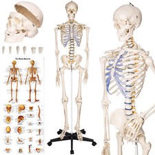 Skeleton Human Anatomical Model Medical Bones Life Size Anatomy Models Body