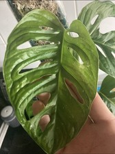 Monstera Adansonii 'Swiss