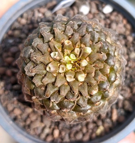 Euphorbia bupleurifolia rare - euphorbia,