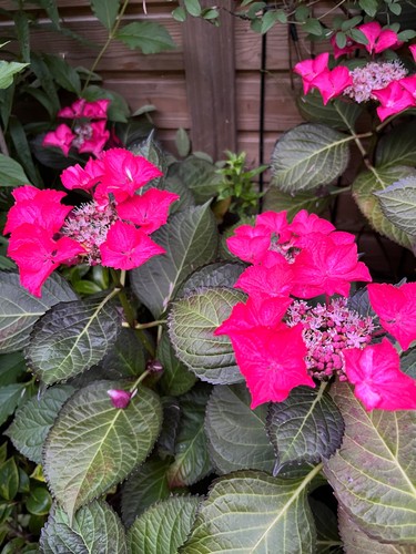 Hydrangea macrophylla dark - hydrangea,