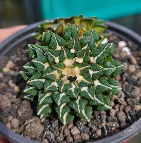Ariocarpus kotschoubeyanus - ariocarpus,