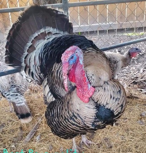 Narragansett turkey fertile - narragansett,