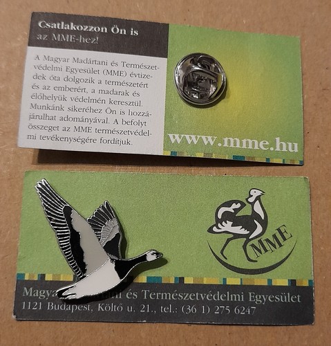 Mme barnacle goose flying - mme,