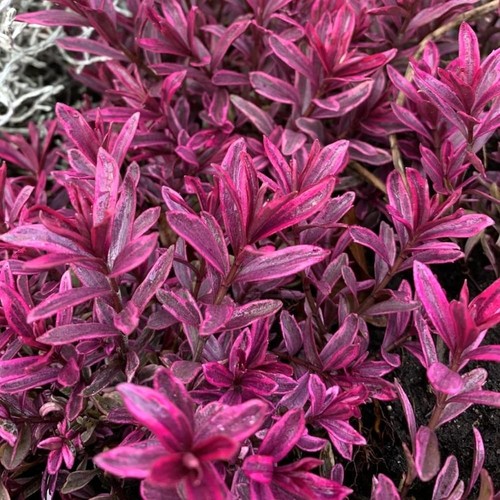 Hebe magicolors mixed - 4x, 'magicolors'