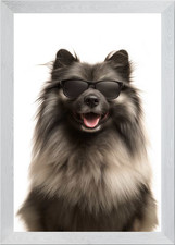 Cool Keeshond Dog in