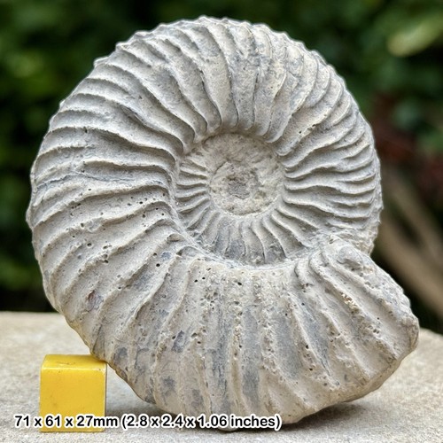 Vertebriceras fossil ammonite - fossil,