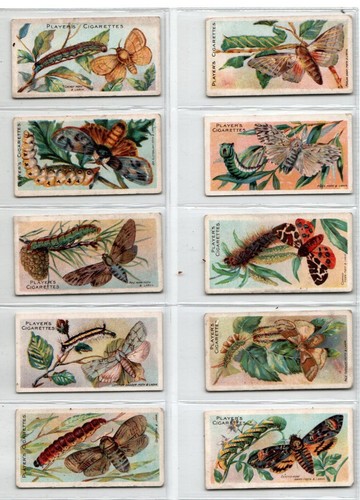 Players butterflies moths - butterflies,