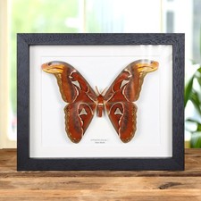 Male Atlas Taxidermy Moth Frame (Attacus atlas)