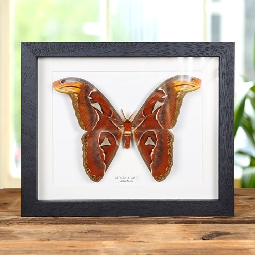 Male atlas taxidermy - atlas, moth