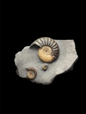 Asteroceras Obtusum Ammonite