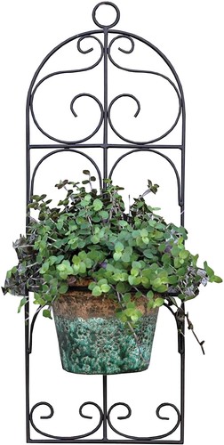 Single scroll plant - pot, wall