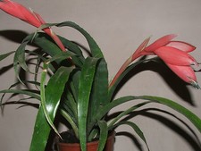 Pink billbergia bromeliad - pink,