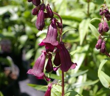 Penstemon blackbird 9cm - blackbird,
