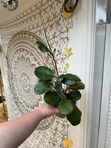 Mature hoya obovata - hoya, two