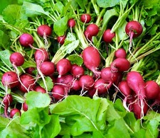 1000 x Radish Cherry Belle
