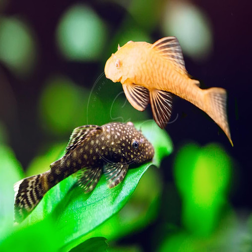 Swimming creatures pleco - swimming,