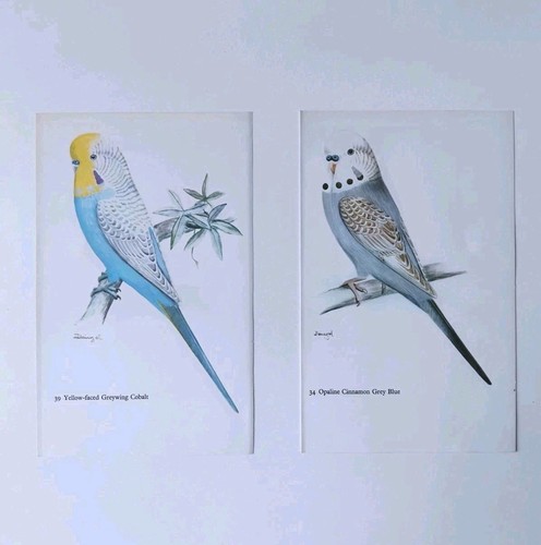 Budgerigar prints set pair - budgerigar,
