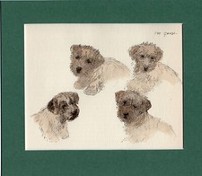 ~ Border Terrier ~ Hand Coloured Print K F Barker Genuine Vintage 1939