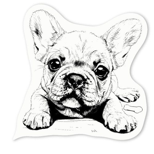 French bulldog pup bone - pup, bone'